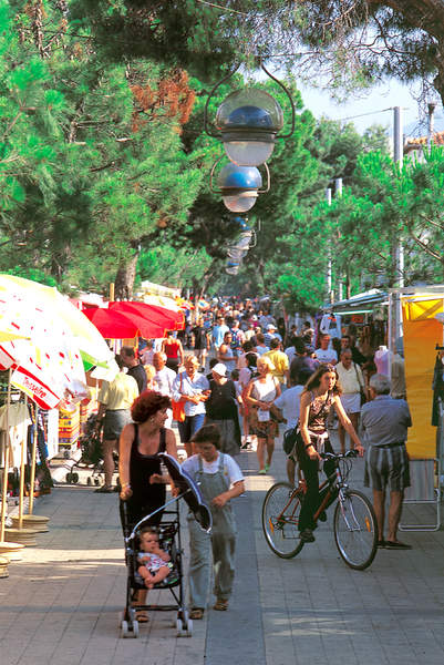 L'allee des pins d'Argel�s sur mer.